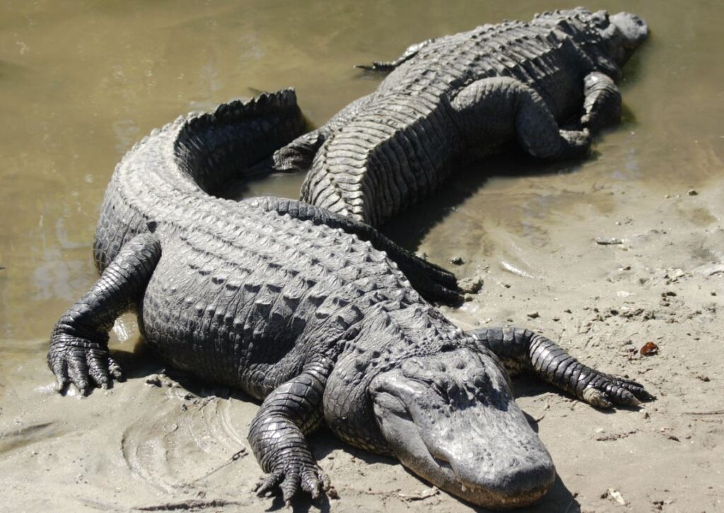11 things about alligators you should know