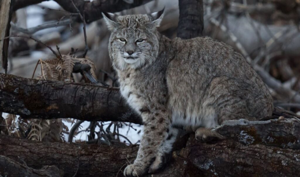 11 things about bobcats you should know