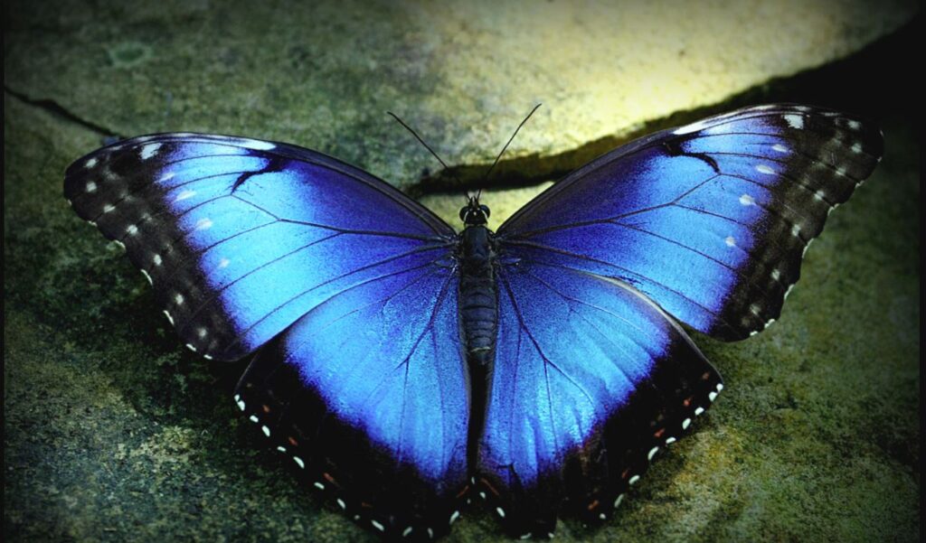 11 things about butterflies you should know