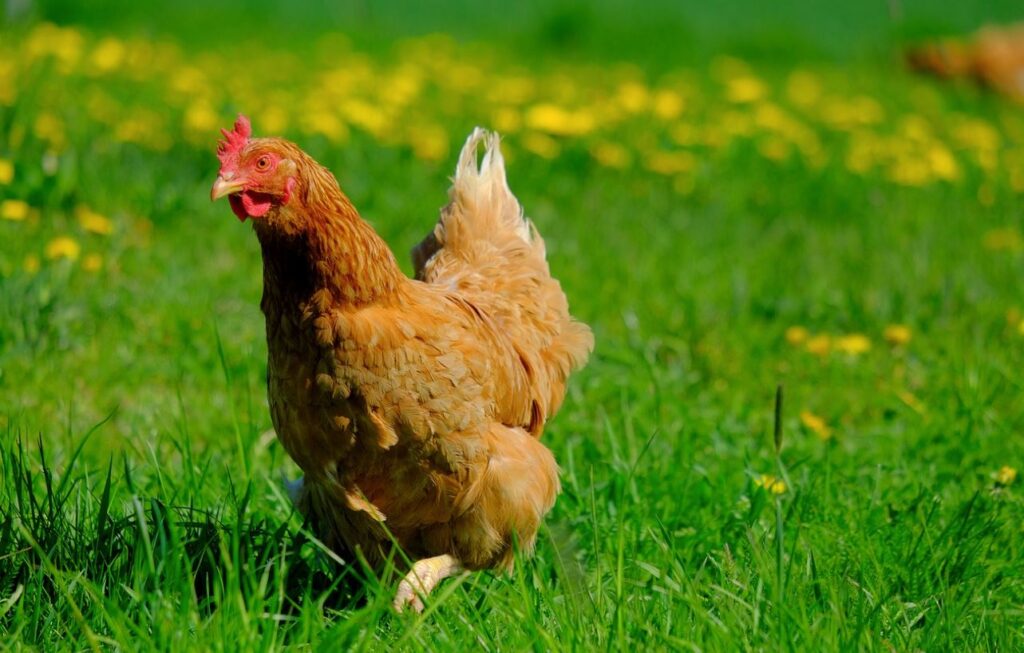 11 things about chickens you should know
