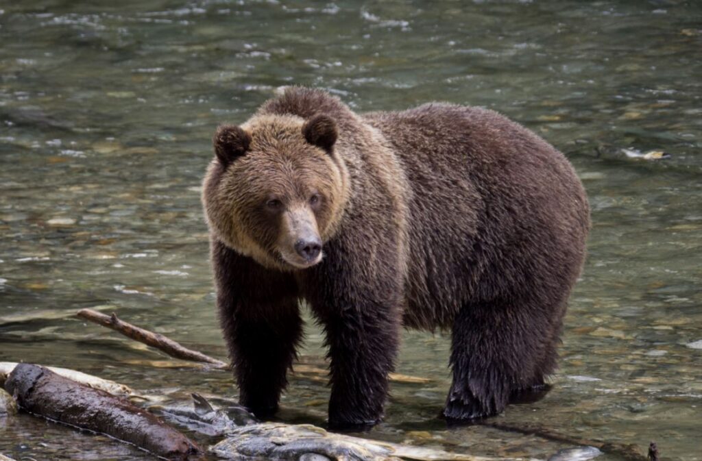 11 things to know about bears