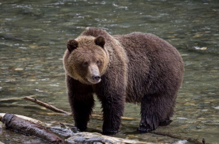 11 Things You Should Know About Bears Animallot