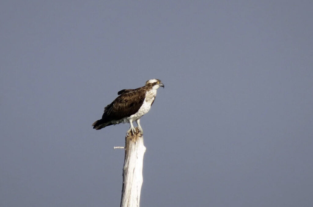 osprey