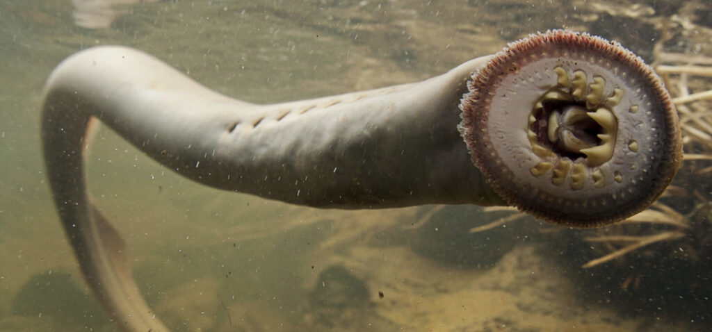 lamprey vs eel