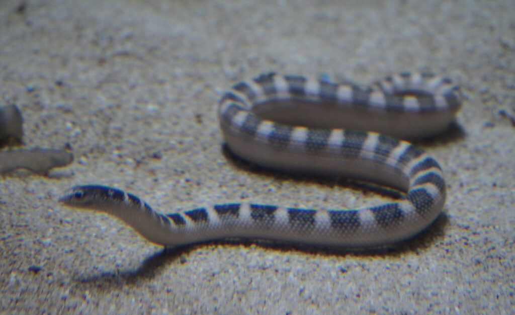 Sea snake