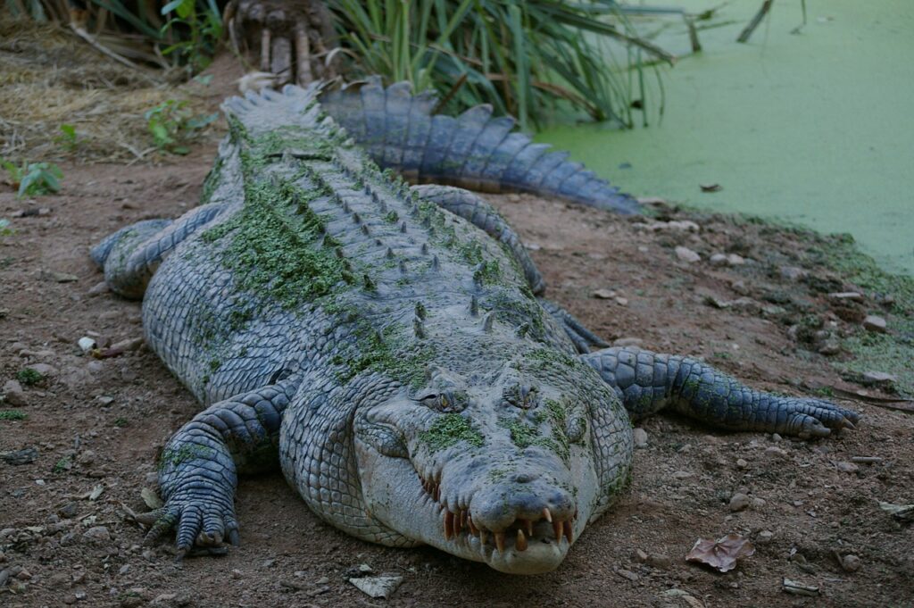 animal, crocodile, wild-194914.jpg