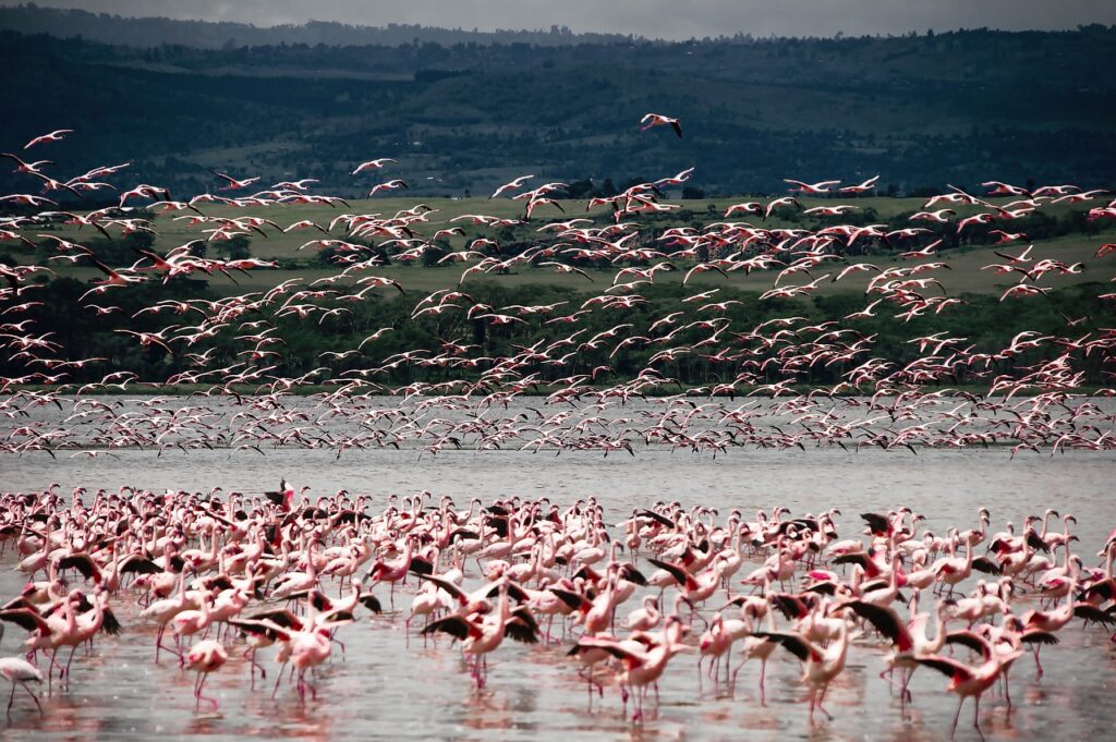 bird, flamingo, animal-4644652.jpg