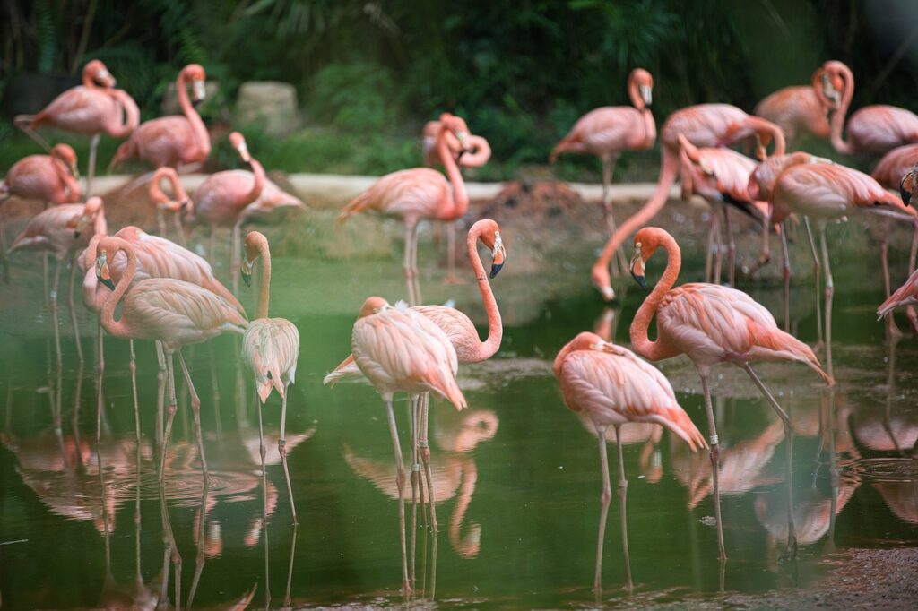 flamingo vs swan