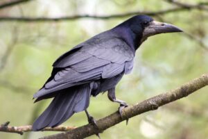 Ravens vs Rooks: All Differences Explained - Animallot
