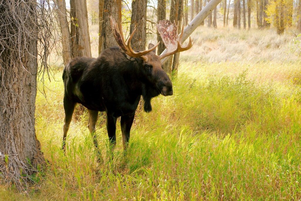 bull moose, moose, elk-3850664.jpg