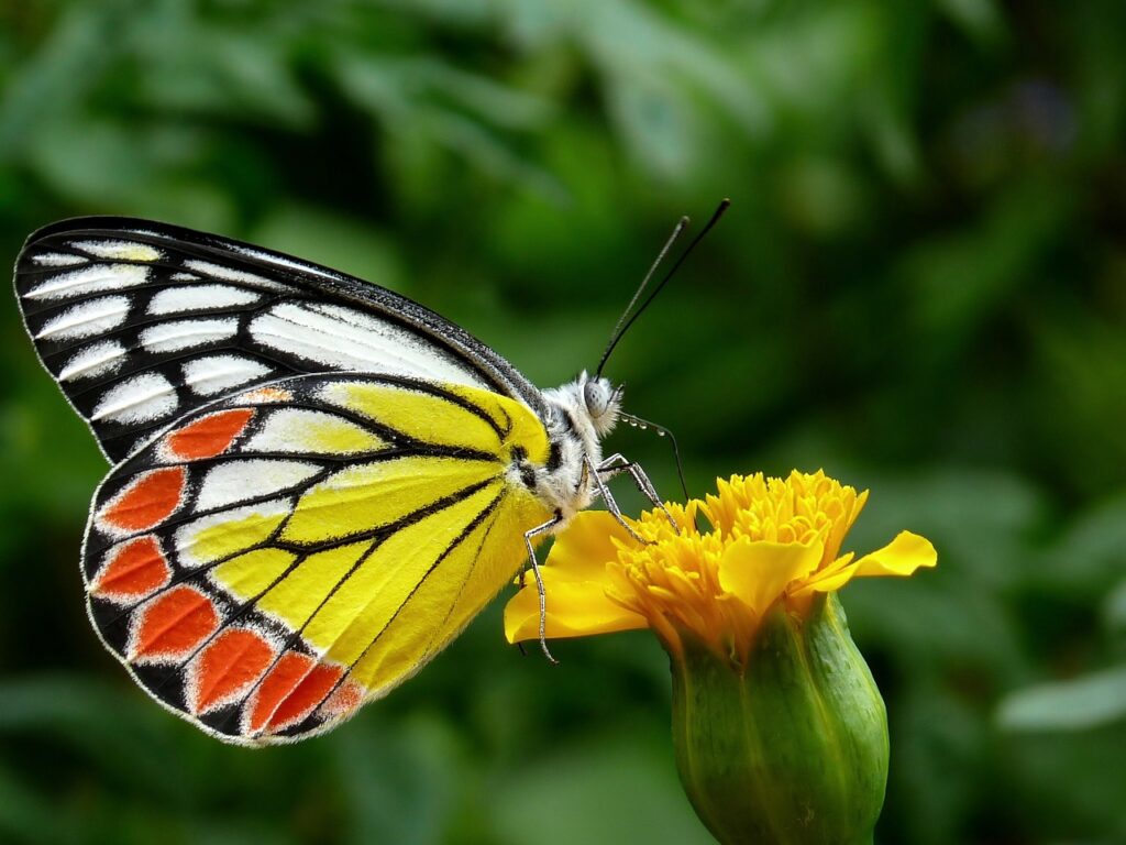 butterfly, common jezebel, flower-85628.jpg