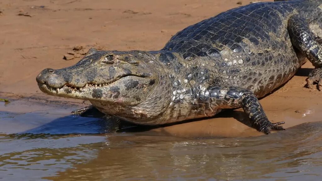 caiman