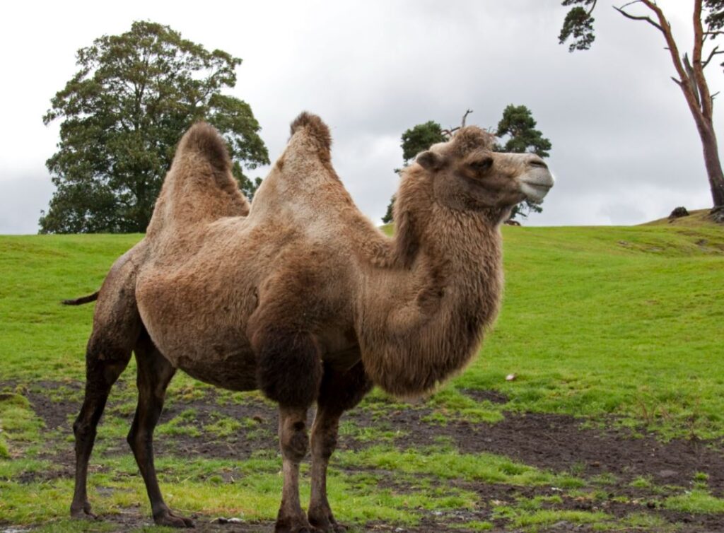 11 things about camels you should know