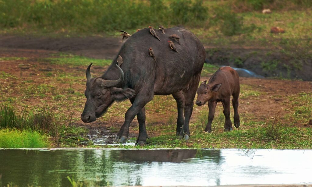 cape buffalo, calf, mother-2800389.jpg