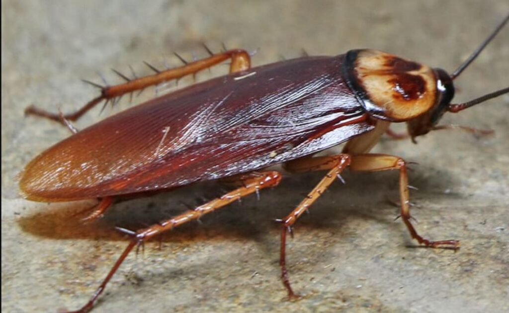 do cockroaches crawl in from kitchen sink