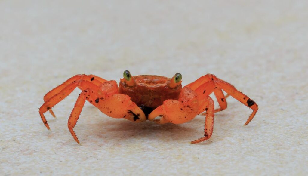 crab