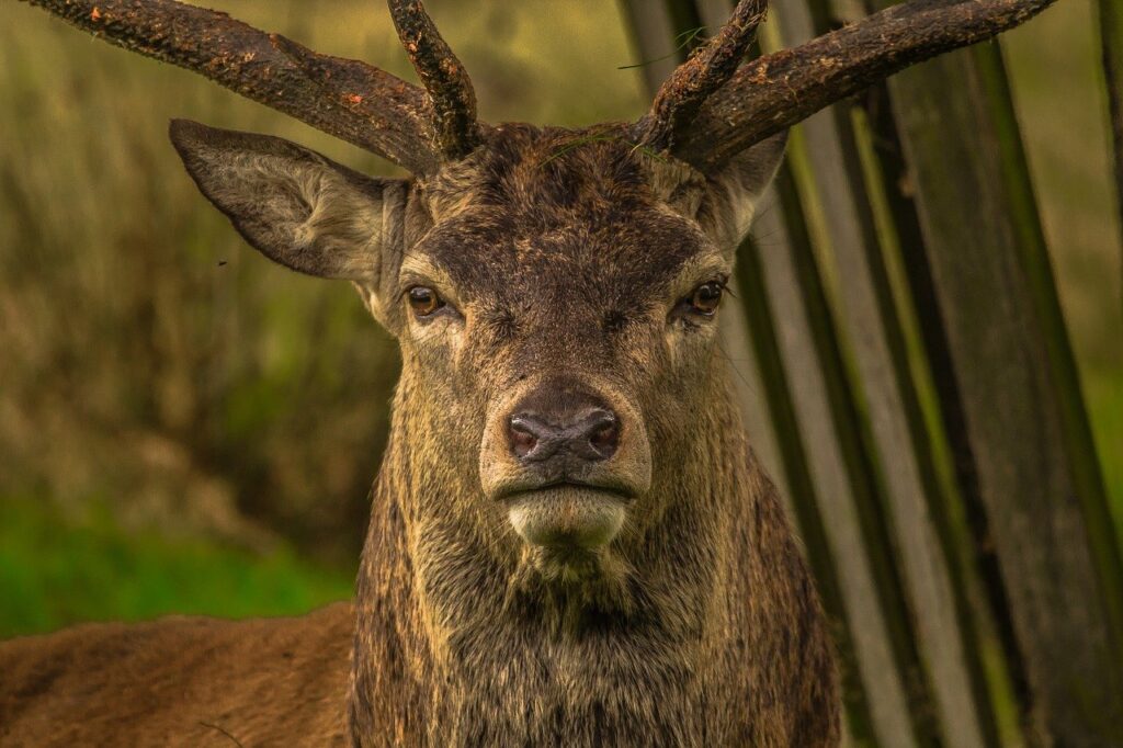 deer, animal, head-952744.jpg