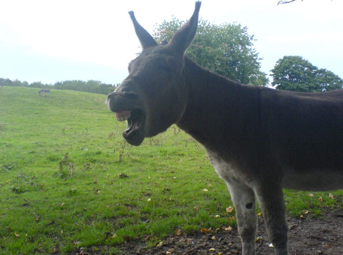Difference Between Donkeys and Ponies Animallot