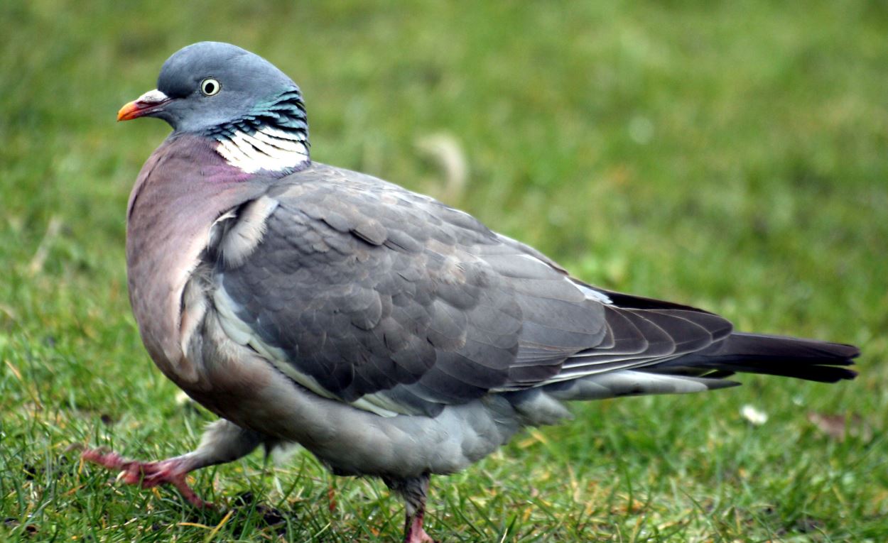 Quail Vs. Doves All Differences Explained - Animallot