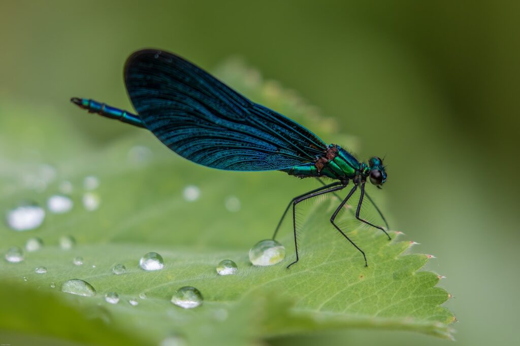 dragonfly, demoiselle, blue dragonfly-2441580.jpg