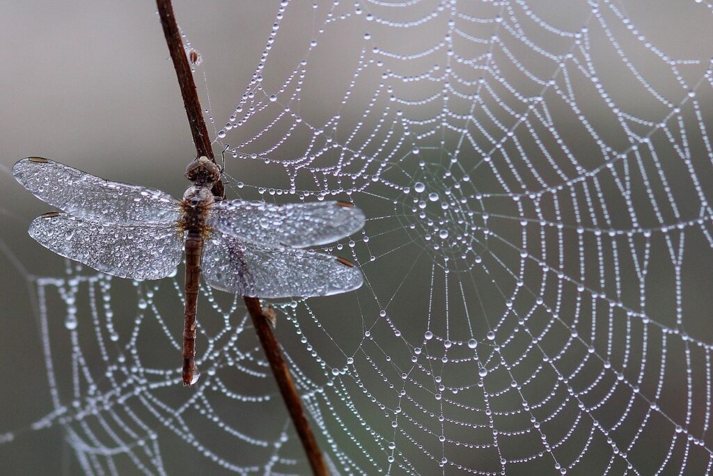 dragonfly, dew, spider web-1729157.jpg