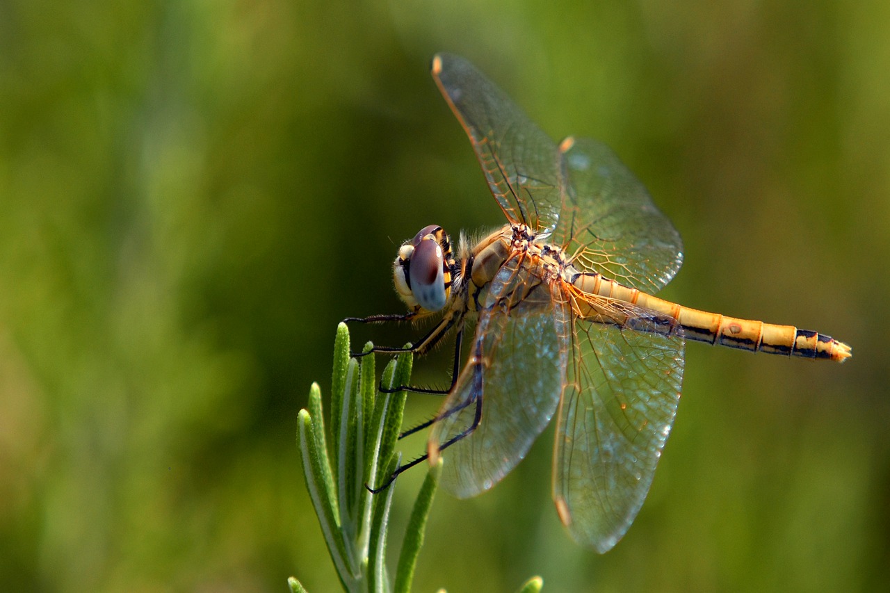 Dragonflies Vs Butterflies: All Differences Explained - Animallot