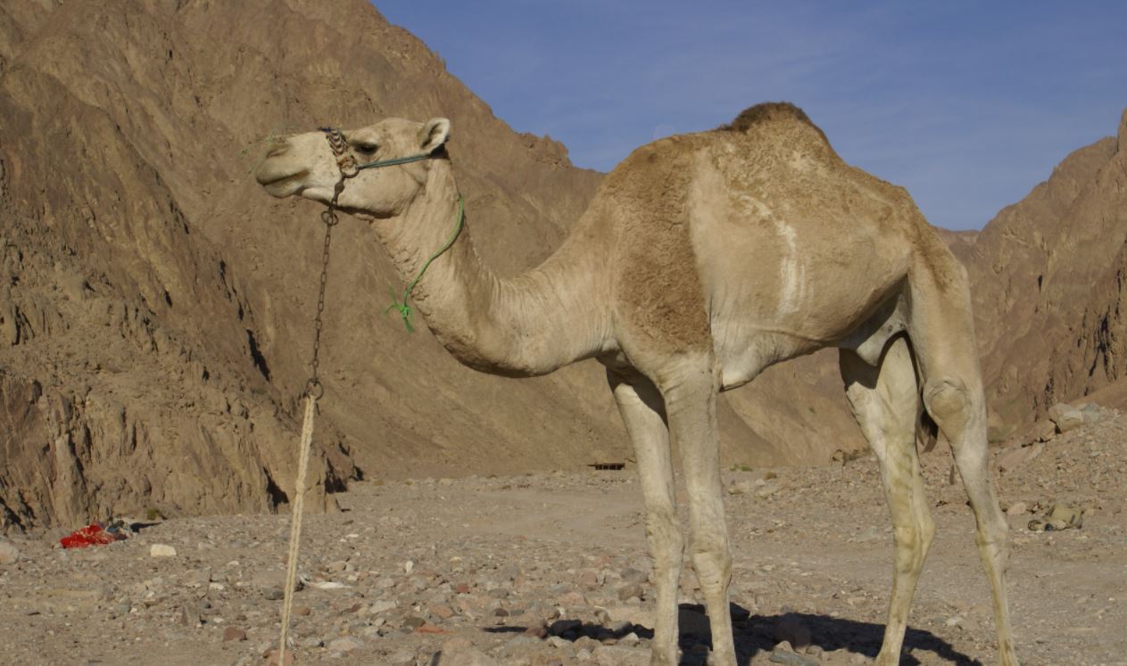 11 Things About Camels You Should Know - Animallot