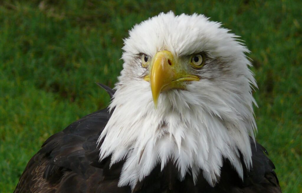 eagle vs osprey