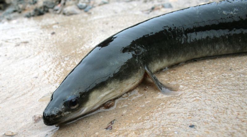 eel vs lamprey