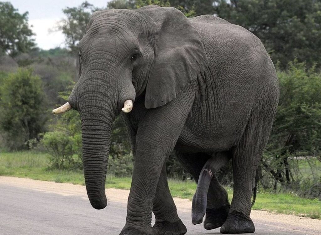 Mammoth Compared To Elephant