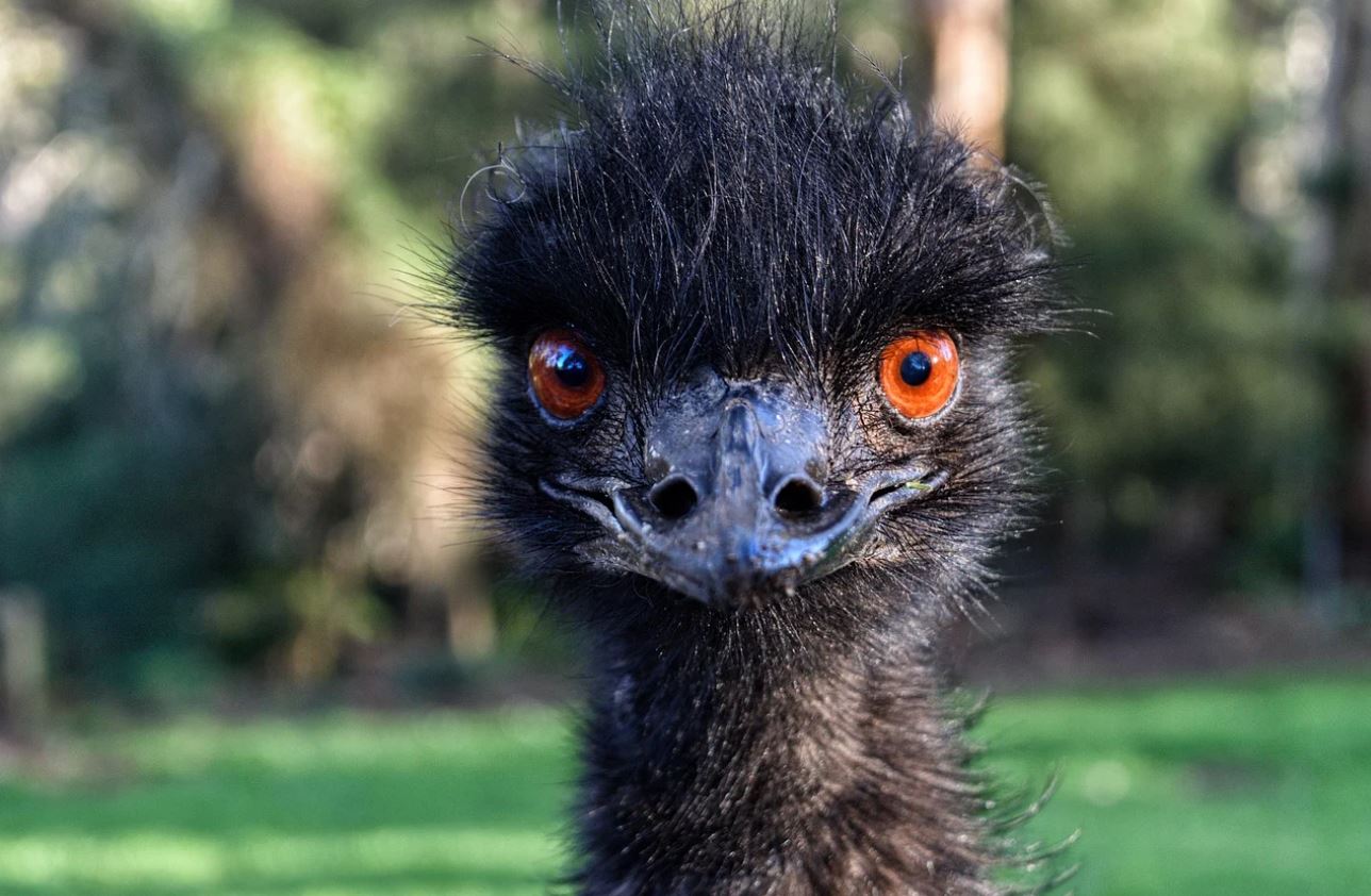 emu-versus-llama-all-differences-explained-animallot