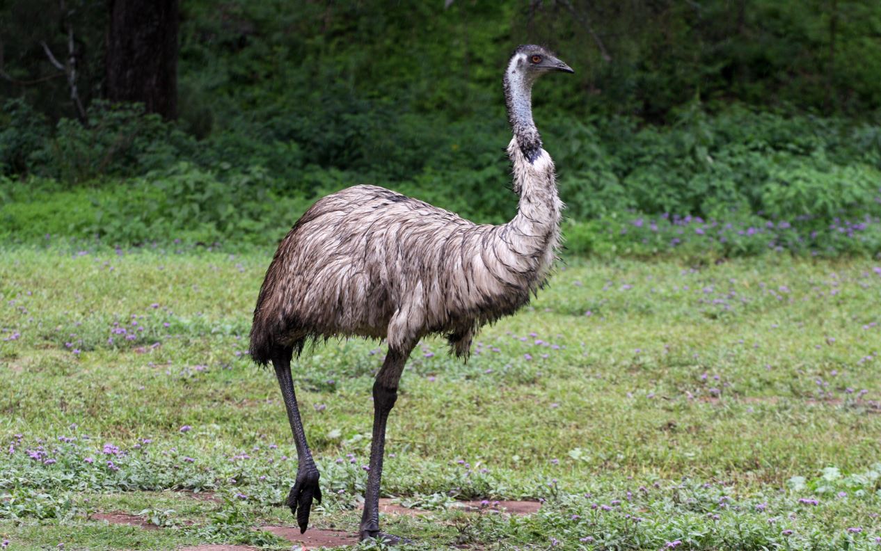 Emu Versus Llama - All Differences Explained - Animallot