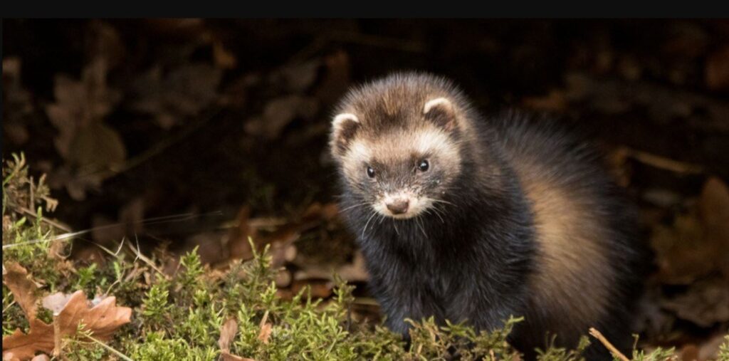 ferret