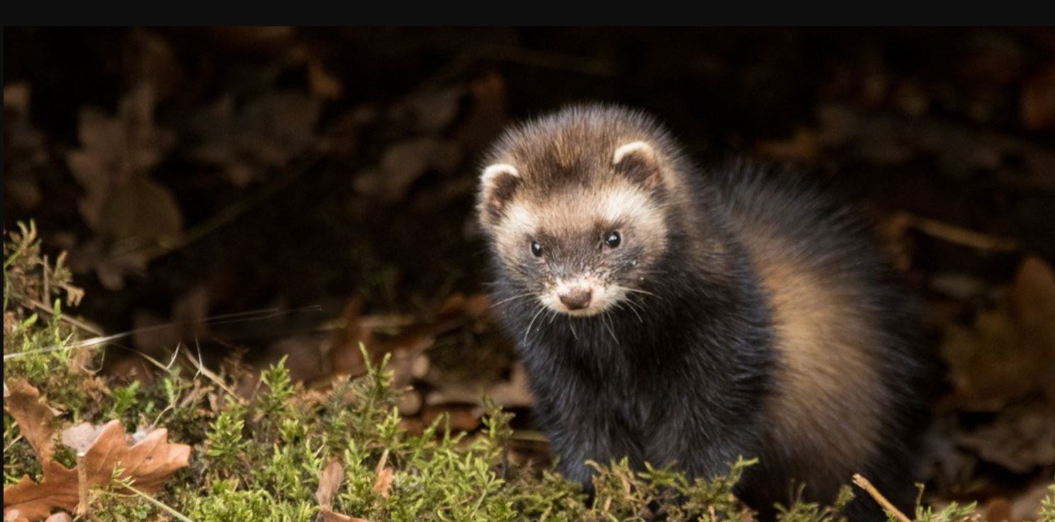 Ferret vs Otter: All Differences Explained - Animallot