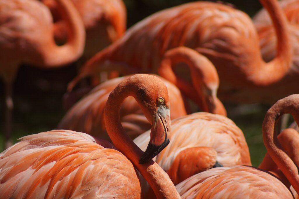 flamingo, bird, animal-5971206.jpg