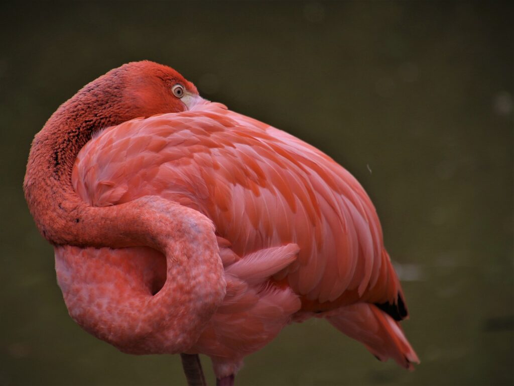 flamingo vs stork