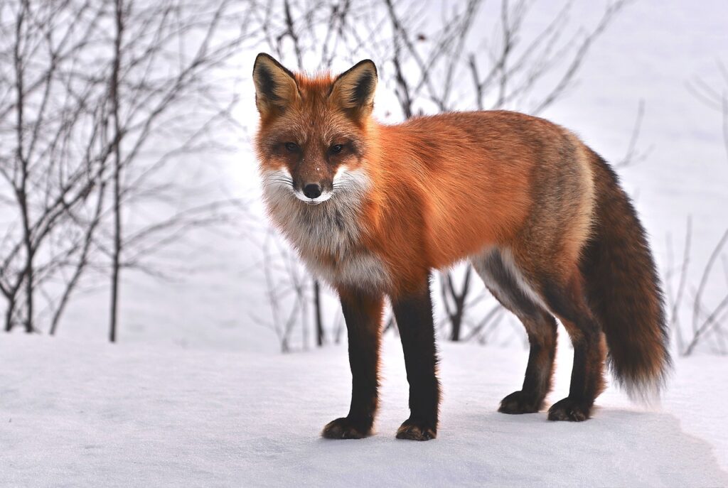 fox, nature, animals-715588.jpg