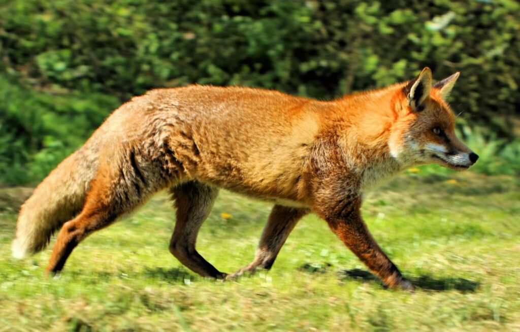 fox-vs-jackal-differences