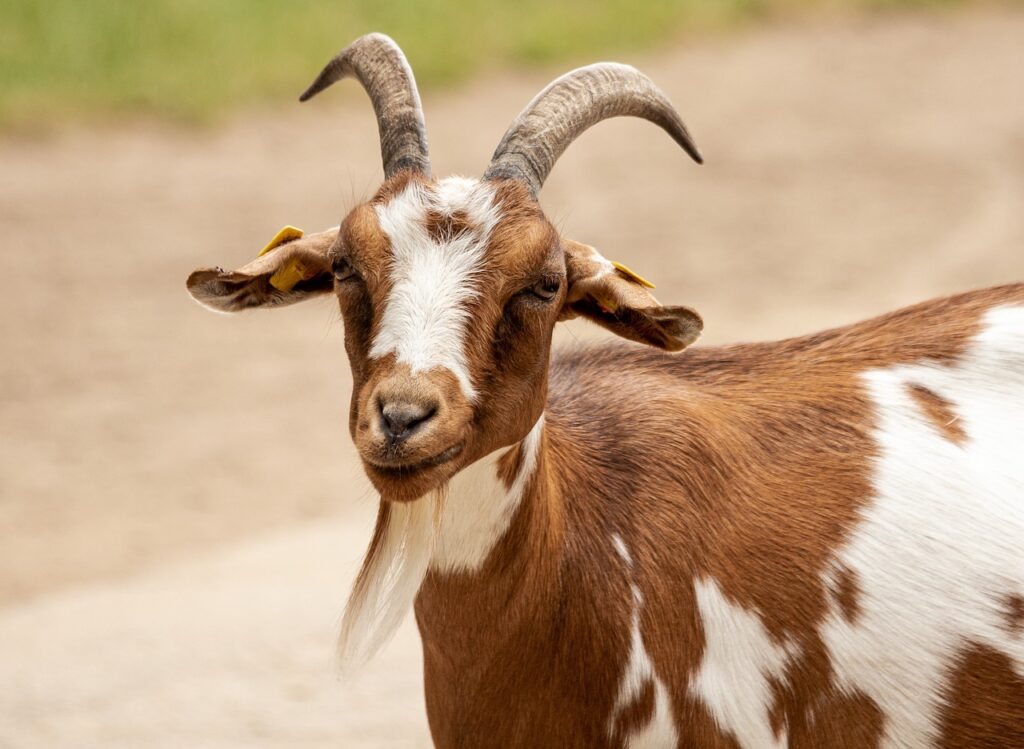 goat vs ram differences