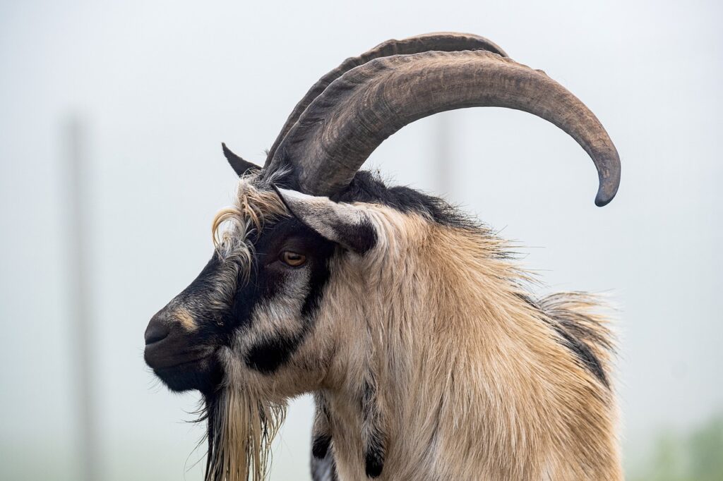 goat, billy goat, dutch goat-5740949.jpg