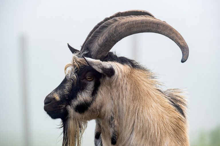 Goat Vs. Ram All Differences Explained - Animallot