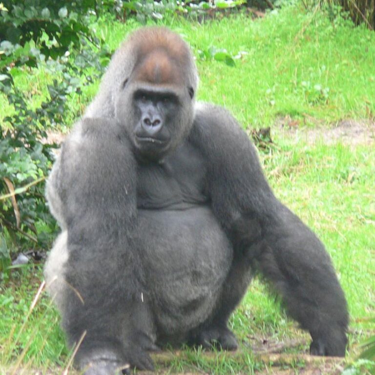 chimpanzee vs gorilla