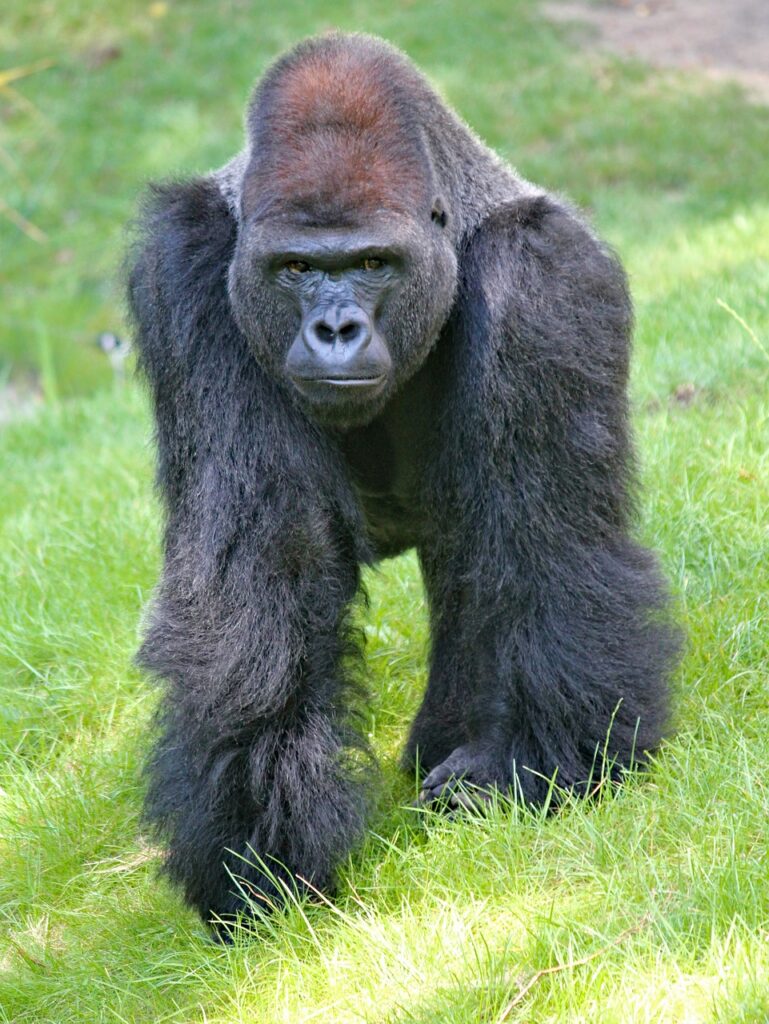 gorilla, lowland, west-4180606.jpg