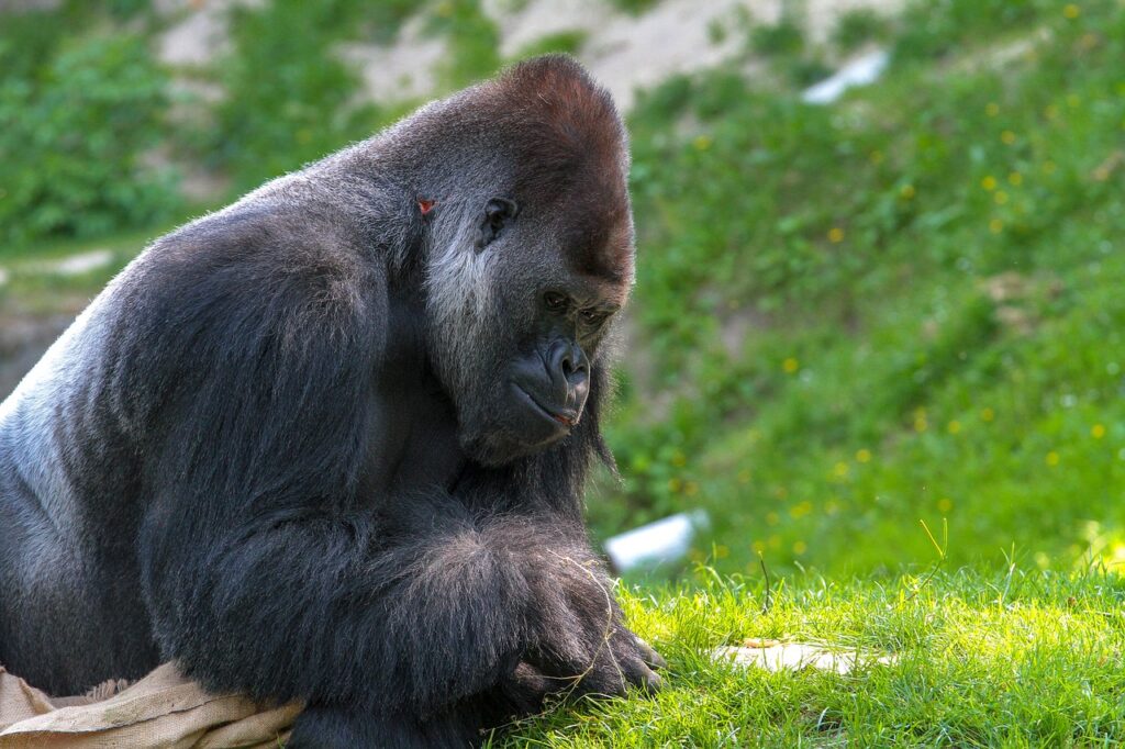 gorilla, monkey, animal world-3373856.jpg