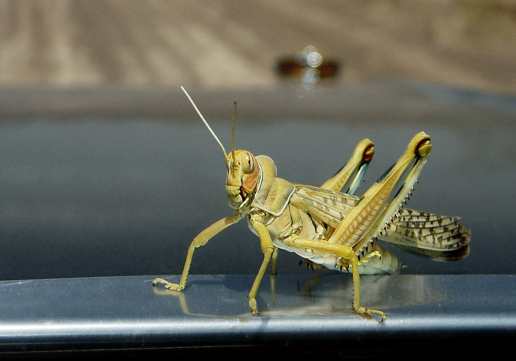 grasshopper vs butterflies