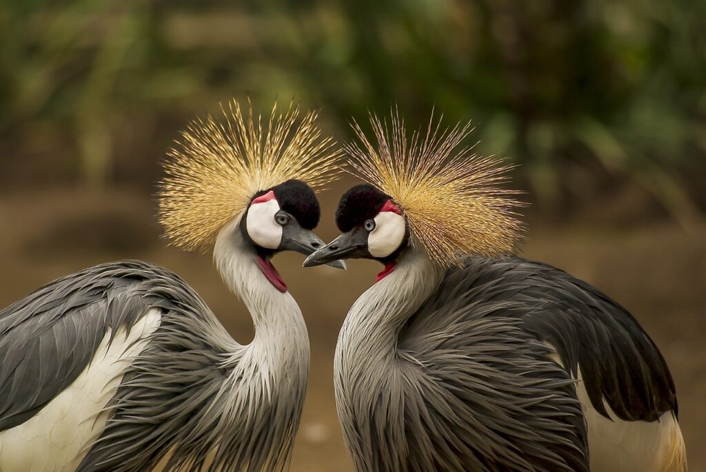 grey crowned cranes, birds, cranes-540657.jpg