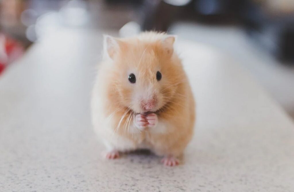 hamster