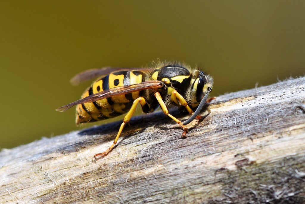 hornet, wasp, insect-3350248.jpg