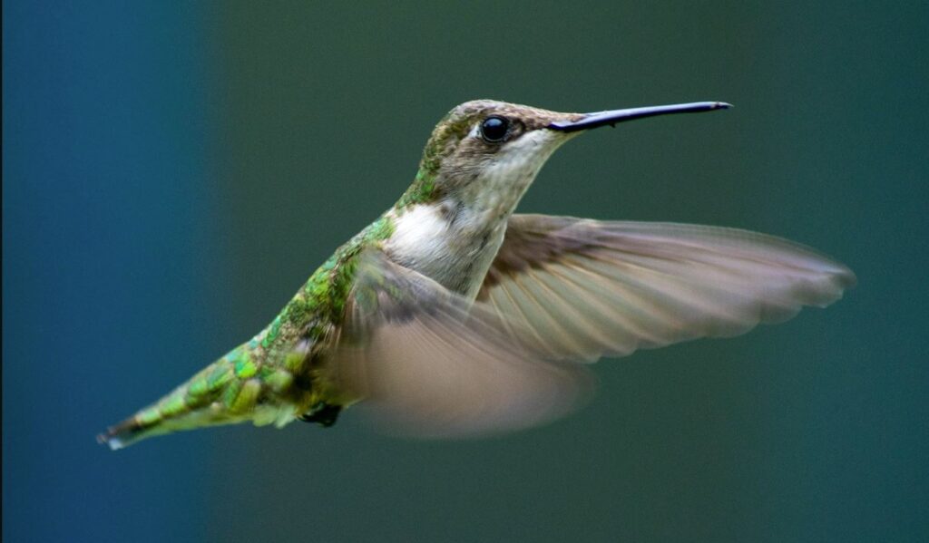 hummingbird vs sunbirds