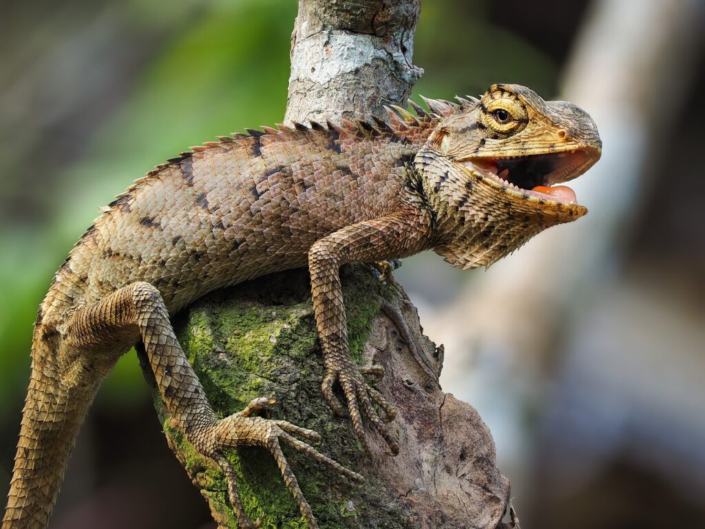 iguana, animal, wildlife-3192772.jpg